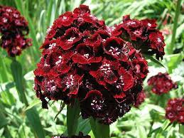 Sweet William Dianthus Barbatus Heart Attack Closeup 2816px Dianthus Barbatus Wikipedia Dianthus Barbatus Flower Seeds Sweet William Flowers