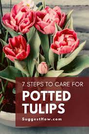 How To Care For Potted Tulips Follow 8 Easy Steps Growing Tulips Planting Tulips When To Plant Tulips