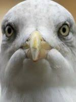 Gaviota, which means seagull in spanish, i think he's. Sully Seagull Movie N Co
