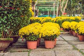 Vietnamese lunar new year, also known as tet festival, is the most important festival of the year in vietnam. Yellow Flowers In Honor Of The Vietnamese New Year Lunar New Stock Photo Picture And Royalty Free Image Image 105734672