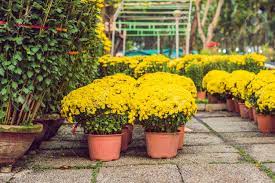 Lunar new year,vietnam,vietnamese new year,vietnam festival,green rice dumplings,fat meat,pickles. Yellow Flowers In Honor Of The Vietnamese New Year Lunar New Stock Photo Picture And Royalty Free Image Image 105734672