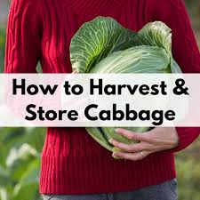 We did not find results for: How To Harvest Cabbage Together Time Family