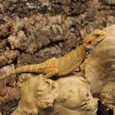 Total bearded dragon also participates in affiliate programs with other sites. Bearded Dragon Vivarium Decor Kit Evolution Reptiles