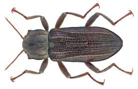 Image result for Stenostelma corniculatum