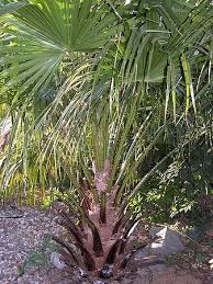 Image result for Livistona drudei