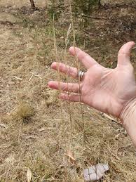 Image result for Aristida stipoides