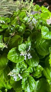 Image result for Plectranthus verticillatus