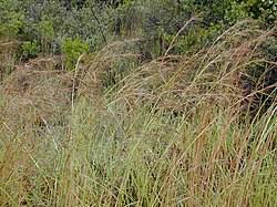 Image result for Exotheca