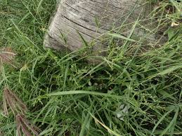 Image result for Urochloa comata