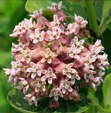 Image result for Asclepias meliodora