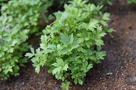 Thankfully it is easy to use lovage uses abound, which is a good thing considering how abundant the herb can be in a garden. How To Grow And Use Lovage An Uncommon Herb Gardener S Path