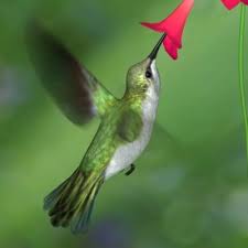 Realistic Humming Bird Hummingbird 3d Model Hummingbird Hummingbird Pictures Most Beautiful Birds