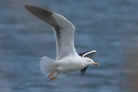 Szczegóły obserwacji