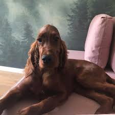 Jak psy i koty ratują ludzkie życie. Seter Irlandzki Hodowla Rude Ziolko Home Facebook