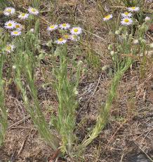 Image result for Erigeron schimperi