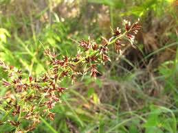 Image result for Scleria