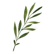 Laurel wreath clipart, monogram clip art, greenery illustration, green wreath greenery wreath png was hand painted with watercolor. Simple Green Watercolor Botanical Leaves Stock Vector Illustration Of Posters Inviteshigh 166499664