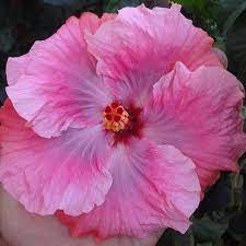 Colorlicious Hibiscus Gardens Colorlicioushibiscus Instagram Photos And Videos Hibiscus Hibiscus Flowers Hibiscus Garden