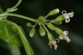 Image result for Cordia sinensis