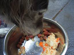 A dog with any ailment, not only requires a good diet, but also a person to look. Pin On Healthy Dog Food And Treat Recipes