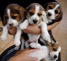 Beagle Puppies Beagle Puppy Cute Beagles Beagle Dog