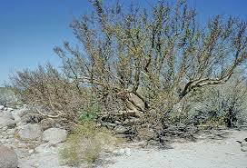 Image result for Burseraceae