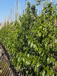 Image result for Rhamnus prinoides