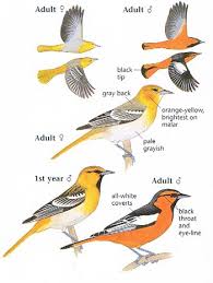 Black Bird With Yellow Breast Texas Orioles Bullock Male Spotted Outside My Window 7 14 2014 Animals Of The World Birds Bird