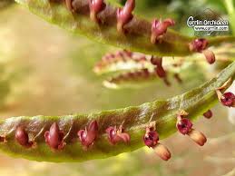Image result for Bulbophyllum falcatum