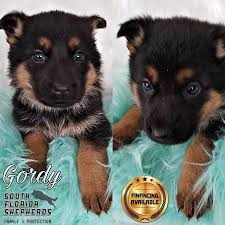 We have strong and healthy akc german shepherd puppies for sale. 5 Qualities Of German Shepherd You Need To Know Before Buying
