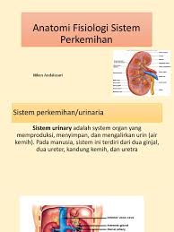 Saraf sensorik dan organ indra dari sistem saraf perifer memantau kondisi di dalam dan di luar sistem urinaria atau perkemihan termasuk ke dalam sistem eksresi yang terdiri dari ginjal, ureter. Anatomi Fisiologi Sistem Perkemihan