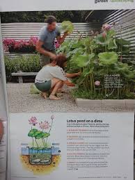 Focus and blurred photo of papyrus plant with background of the pond. Diy Lotus Pond Lotus Pond Pond Diy Lotus Flower Pond
