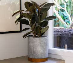 Choose the right indoor location. How To Care For Fiddle Leaf Figs Other Indoor Figs Flower Power