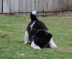 We are breeders of show akitas from top akita bloodlines. Akc Akita Puppies For Sale In Garland Texas Classified Americanlisted Com