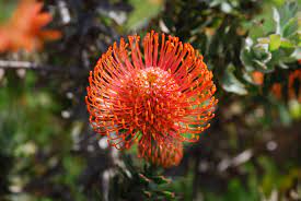 The Leucospermum Cordifolium Also Known As A Red Pincushion Flower Pots Protea Plant Flower Names