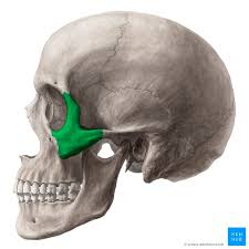 How many bones are there in the human skeletal system? Zygomatic Bone Surfaces Processes Functions Kenhub