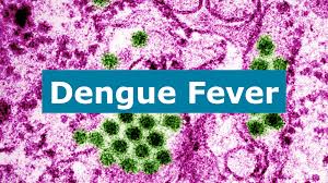 Image result for Dengue