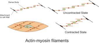 Smooth muscle is a type of muscle tissue which is used by various systems to apply pressure to vessels and organs. Smooth Muscle Wikipedia