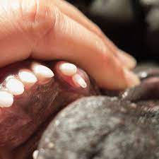 What To Do If Your Adult Dog Still Has Baby Teeth