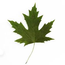 Choose a maple species that suits your climate zone and available space. Silver Maple Street Trees In Nyc