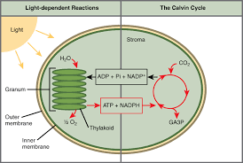 Photosynthesis produces glucose and o2 from inorganic co2, light energy and water. Photosynthesis Biology For Majors I