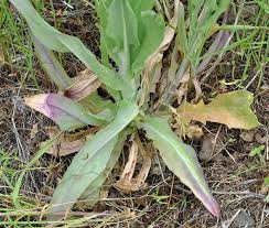 Image result for Turritis glabra