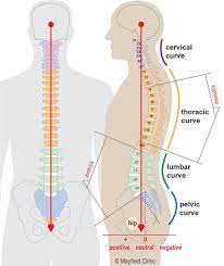 Image Result For The Spine Scoliosis Spinal Chiropractic