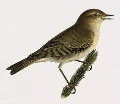 Birds Of Eastern Pa Public Domain Common Chiffchaff Phylloscopus Collybita Illustrated By The Von Wright Brothers Digitally Enhanced From Our Own 1929 Folio Version Of Svenska