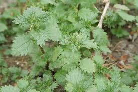 Image result for Urtica urens