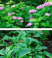 Maybe you would like to learn more about one of these? Companion Planting Is An Excellent Way To Improve Your Garden Some Plants Replenish Nutrients Lost By Another O Gardening Tips Companion Planting Garden Seeds