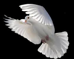 Un Simbolo De La Paz La Paloma Blanca Estrelladurazno Pomba Da Paz Pomba Branca Minha Galeria De Fotos