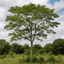 Image result for Albizia procera