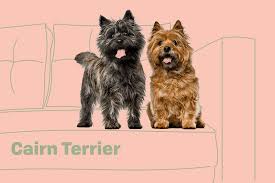 Image result for cairn teriér