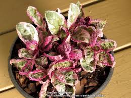 Maybe you would like to learn more about one of these? Photo Of The Entire Plant Of Purple Waffle Plant Hemigraphis Snow White Posted By Plantladylin Garden Org